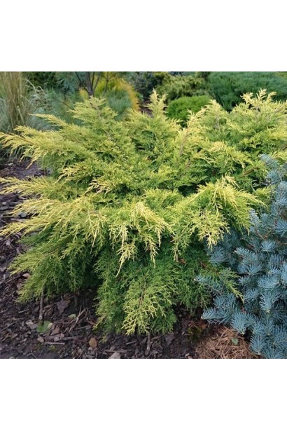 Можжевевельник средний Кинг оф Спринг